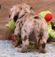 Ollie choc/tan dapple sm, a male Miniature Dachshund for sale in Crawford, CO – Photo 2 of 7