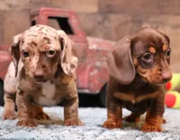 Ollie choc/tan dapple sm, a male Miniature Dachshund for sale in Crawford, CO – Photo 5 of 7