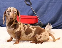 Ollie choc/tan dapple sm, a male Miniature Dachshund for sale in Crawford, CO – Photo 6 of 7