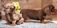 Ollie choc/tan dapple sm, a male Miniature Dachshund for sale in Crawford, CO – Photo 4 of 7