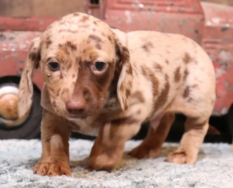 Ollie choc/tan dapple sm