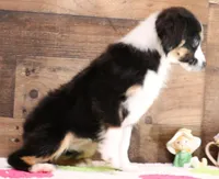 Cara black-tri f, a female Toy Australian Shepherd for sale in Crawford, CO – Photo 3 of 7