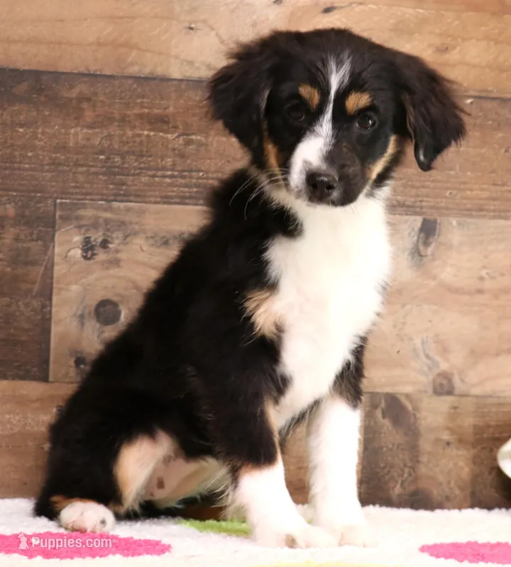 Cara black-tri f – Toy Australian Shepherd puppy for sale in Crawford, CO