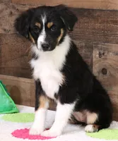 Cara black-tri f, a female Toy Australian Shepherd for sale in Crawford, CO – Photo 2 of 7