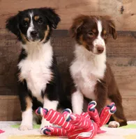 Cara black-tri f, a female Toy Australian Shepherd for sale in Crawford, CO – Photo 5 of 7