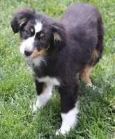 Cara black-tri f, a female Toy Australian Shepherd for sale in Crawford, CO – Photo 6 of 7