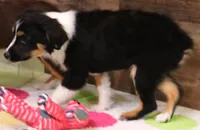 Cara black-tri f, a female Toy Australian Shepherd for sale in Crawford, CO – Photo 4 of 7