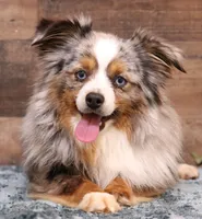 Fairy blue merle brown eyes, a female Toy Australian Shepherd for sale in Crawford, CO – 7 of 7