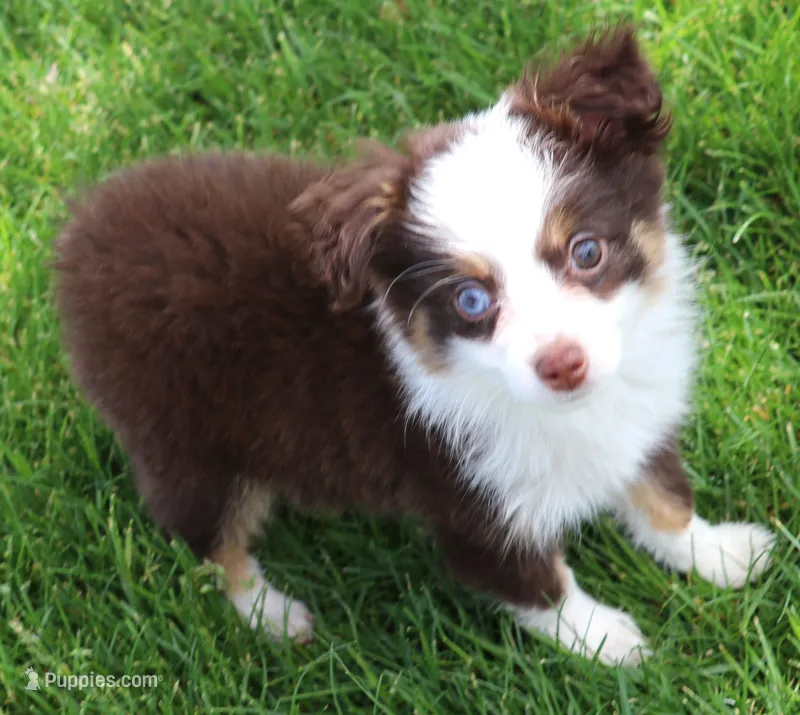 Copper red tri 1 blue eye – Toy Australian Shepherd puppy for sale in Crawford, CO