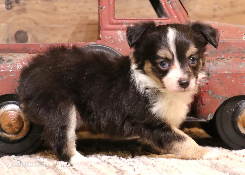 Lucy Black-tri Toy Aussie – Toy Australian Shepherd puppy for sale in Crawford, CO