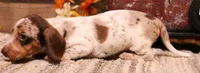 Odin choc/tan pied w/dapple smooth m, a male Miniature Dachshund for sale in Crawford, CO – 5 of 8