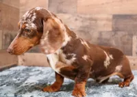 Phoenix blue/tan dapple smooth f, a male Miniature Dachshund for sale in Crawford, CO – 4 of 5