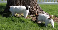 Wayne is a Shorty, a male Jack Russell Terrier for sale in Crawford, CO – 4 of 10