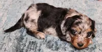 Bella softwire dapple, a female Miniature Dachshund for sale in Crawford, CO – Photo 4 of 6