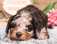 Bella softwire dapple, a female Miniature Dachshund for sale in Crawford, CO – Photo 1 of 6