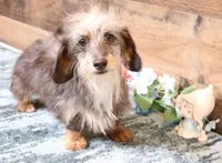 Bella softwire dapple, a female Miniature Dachshund for sale in Crawford, CO – Photo 6 of 6