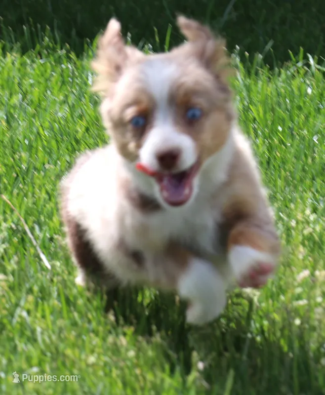 Canyon red merle blue eyes – Toy Australian Shepherd puppy for sale in Crawford, CO