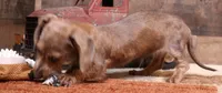 Barbie wire hair, a female Miniature Dachshund for sale in Crawford, CO – 3 of 10