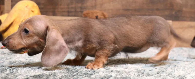Barbie wire hair – Miniature Dachshund puppy for sale in Crawford, CO