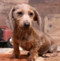 Barbie wire hair, a female Miniature Dachshund for sale in Crawford, CO – 1 of 10