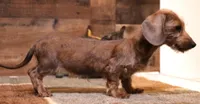 Barbie wire hair, a female Miniature Dachshund for sale in Crawford, CO – 2 of 10