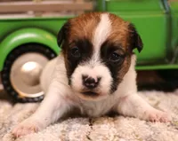 Smith is a shorty, a male Jack Russell Terrier for sale in Crawford, CO – 3 of 9