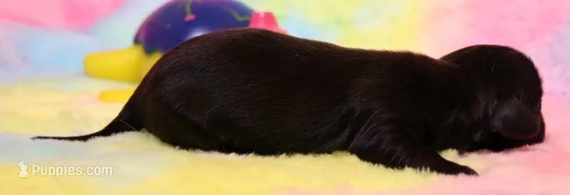 Ely black m – Miniature Dachshund puppy for sale in Crawford, CO