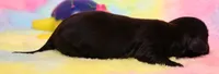 Ely black m, a male Miniature Dachshund for sale in Crawford, CO – 1 of 4