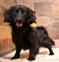 Buttercup choc/tan smooth female, a female Miniature Dachshund for sale in Crawford, CO – 6 of 7