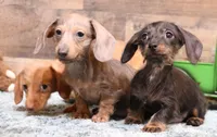 Byron blk/tan wire, a male Miniature Dachshund for sale in Crawford, CO – Photo 3 of 4