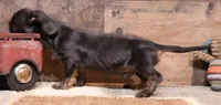 Byron blk/tan wire, a male Miniature Dachshund for sale in Crawford, CO – 5 of 9
