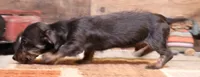 Byron blk/tan wire, a male Miniature Dachshund for sale in Crawford, CO – 2 of 9