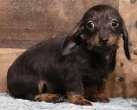 Byron blk/tan wire, a male Miniature Dachshund for sale in Crawford, CO – Photo 2 of 4