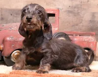 Byron blk/tan wire, a male Miniature Dachshund for sale in Crawford, CO – 3 of 9