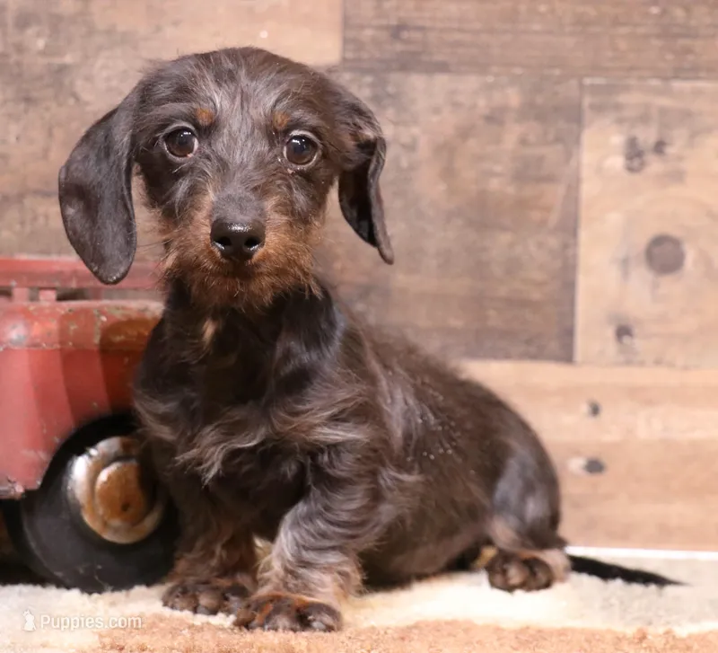 Byron blk/tan wire – Miniature Dachshund puppy for sale in Crawford, CO