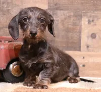 Byron blk/tan wire, a male Miniature Dachshund for sale in Crawford, CO – 1 of 9