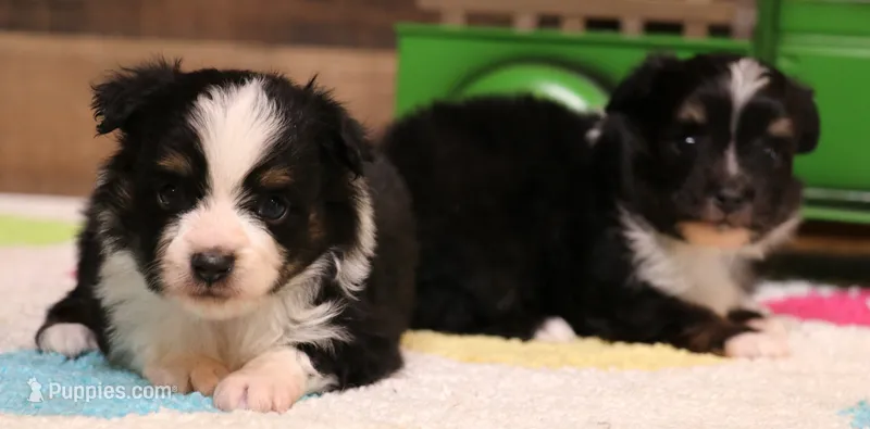 Gillie black-tri male with tail – Toy Australian Shepherd puppy for sale in Crawford, CO
