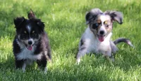 Sarge with tail, a male Toy Australian Shepherd for sale in Crawford, CO – 2 of 5