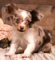 Theodore red merle blue eyes, a male Toy Australian Shepherd for sale in Crawford, CO – 2 of 9