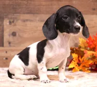 Patch black/tan pied smooth male, a male Miniature Dachshund for sale in Crawford, CO – 1 of 8