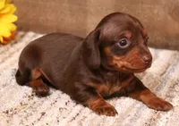 Bandit choc/tan smooth male, a male Miniature Dachshund for sale in Crawford, CO – 3 of 5