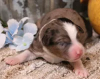 Cowboy blue merle male, a male Toy Australian Shepherd for sale in Crawford, CO – 1 of 5