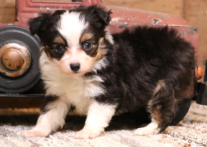 Lily black-tri Toy f – Toy Australian Shepherd puppy for sale in Crawford, CO