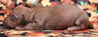 Wanda red female, a female Miniature Dachshund for sale in Crawford, CO – 3 of 5
