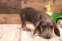 Sparrow blue/tan wirehair, a female Miniature Dachshund for sale in Crawford, CO – 3 of 10
