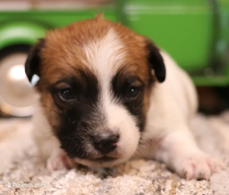Sawyer is a shorty male – Jack Russell Terrier puppy for sale in Crawford, CO