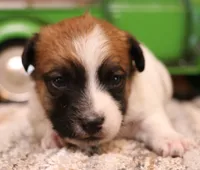 Sawyer is a shorty male, a male Jack Russell Terrier for sale in Crawford, CO – 6 of 9