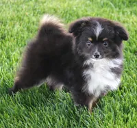 Genie black tri tailed f, a female Toy Australian Shepherd for sale in Crawford, CO – 2 of 7