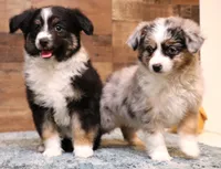 Loren full wide white collar, a male Toy Australian Shepherd for sale in Crawford, CO – Photo 4 of 5
