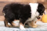 Loren full wide white collar, a male Toy Australian Shepherd for sale in Crawford, CO – Photo 3 of 5